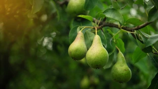Poire : récolte européenne en baisse