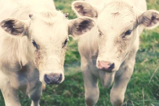 Tuberculose bovine : Bruxelles n’assouplit pas ses règles 