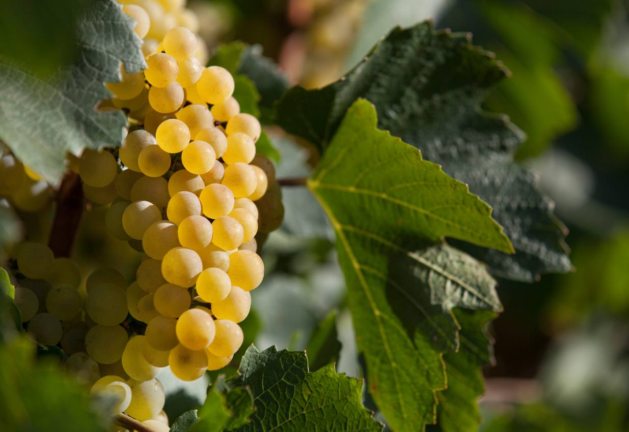 Un millésime viticole 2023 globalement généreux