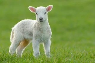 Viande : les cours battent de nouveaux records