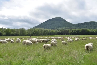 La transhumance des troupeaux reconnue par l'Uneso