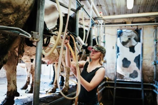 Lait de vache : recul la collecte sur un an