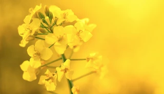 Le colza dans un environnement porteur