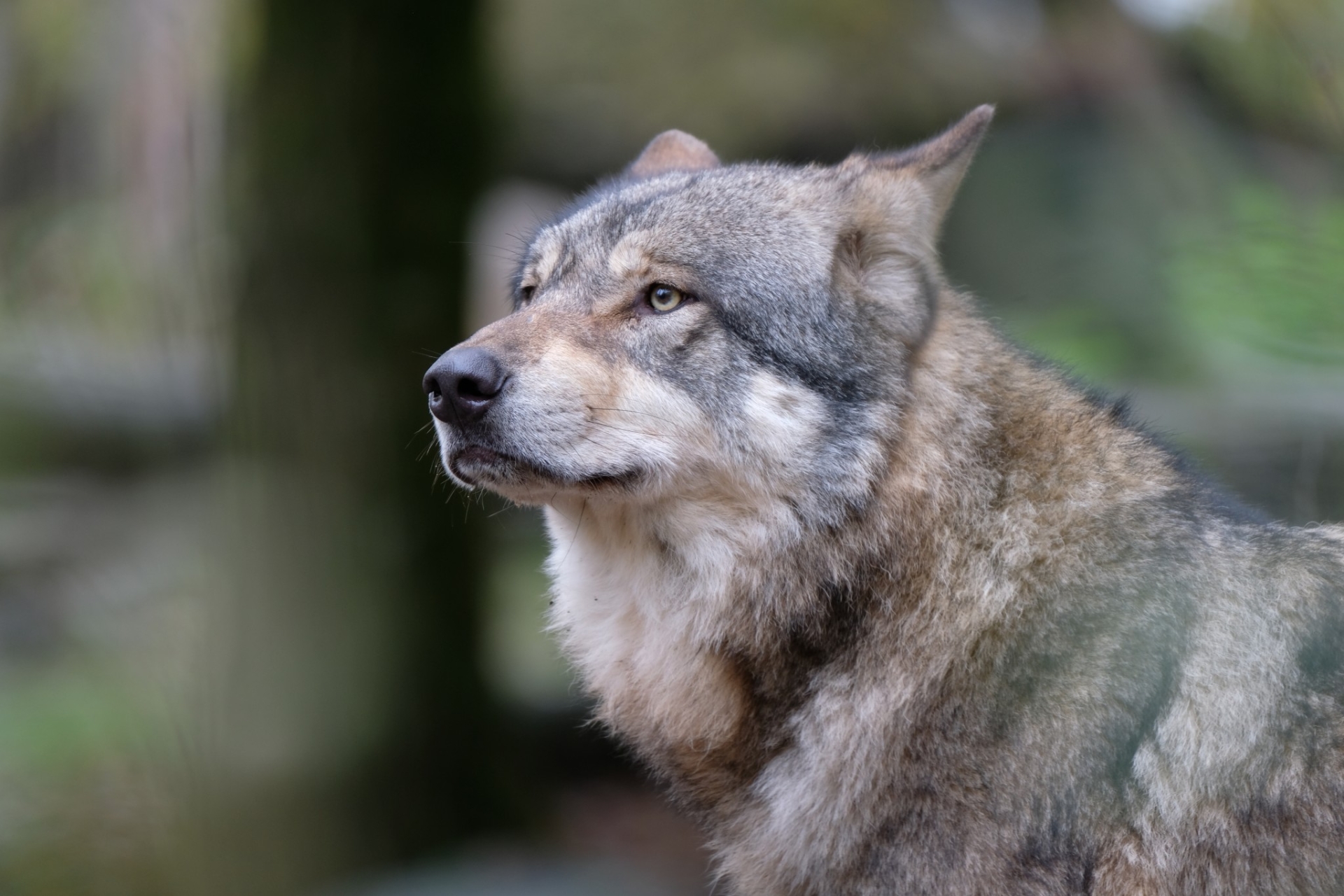 Loups : Bruxelles propose un changement du statut de protection