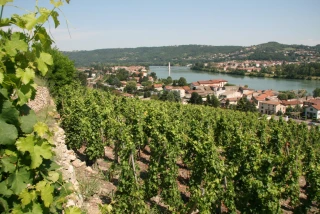 Les ventes d’AOC de la vallée du Rhône marquent le pas