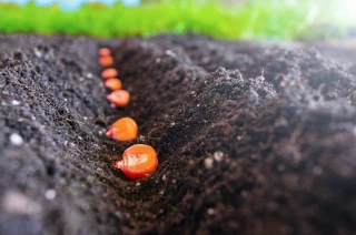 Semences : un bon bilan mais fragile