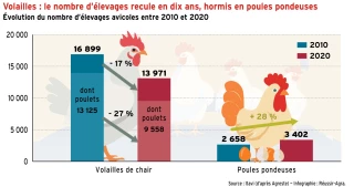 Le nombre d’élevages recule en dix ans, sauf en poules pondeuses