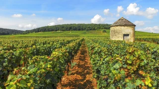 Zoom sur le vignoble Bourgogne-Beaujolais-Savoie-Jura