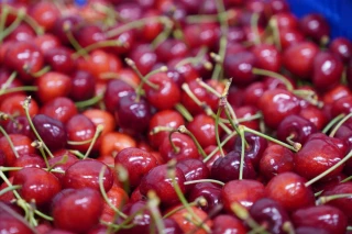 Hausse de 12 % prévue pour la production de cerises