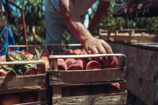 Pêches : vers une hausse de la production européenne