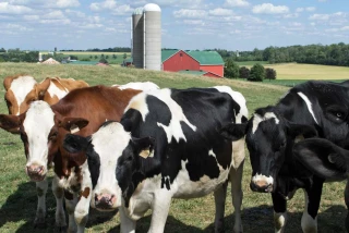 Pression sur le gouvernement