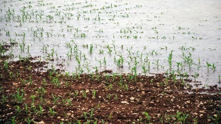 La FRSEA et JA réclament l'activation du dispositif de gestion des risques climatiques