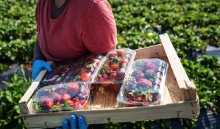 Fraises : une saison 2024 réussie 