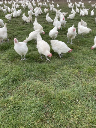 Le parasitisme intestinal, une problématique sous-estimée