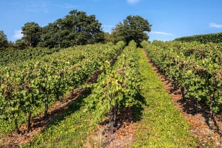 Terres agricoles : un marché en léger repli