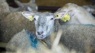 Virus MHE et FCO : « Les éleveurs doivent absolument vacciner »