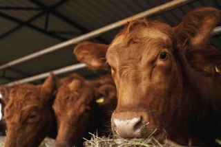 Des échanges commerciaux de viande bovine à contre-courant 