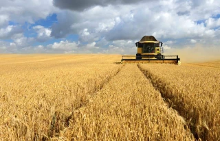 Céréales à paille : les rendements sont au rendez-vous