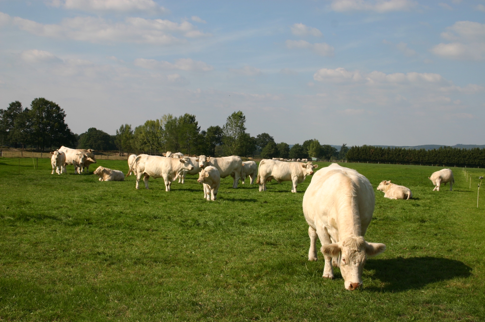 Viande bovine : bientôt un observatoire de la contractualisation