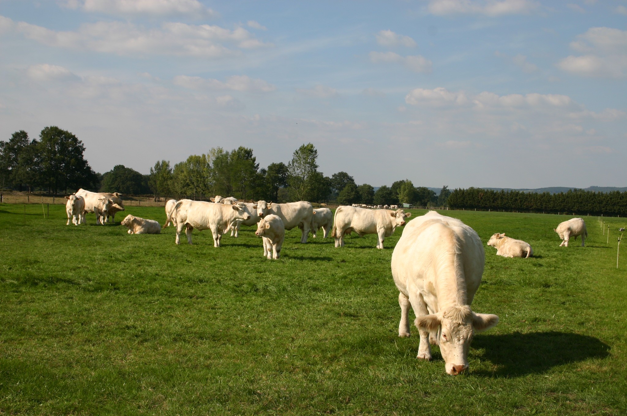 Viande bovine : bientôt un observatoire de la contractualisation