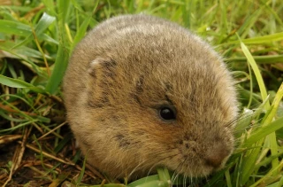Le campagnol terrestre, ce fléau des prairies