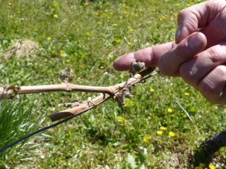 Un objectif de 35 à 40 M€ d’aides pour les agriculteurs sinistrés par le gel