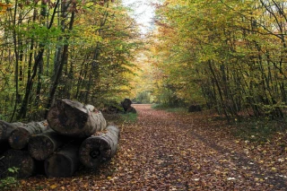 Les sylviculteurs privés inquiets pour l’avenir