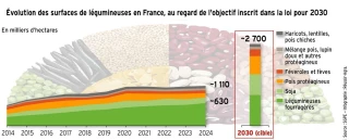 Légumineuses : un développement plus lent qu’attendu