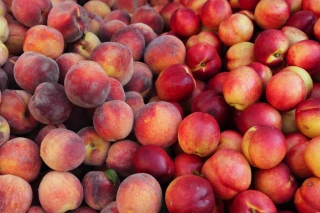 La production de pêches et nectarines attendue en hausse