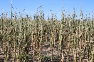 Risque climatiques : une révolution pour le secteur agricole