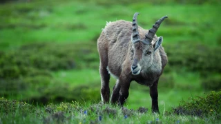 Pistes de l’Anses pour la biosécurité en alpage