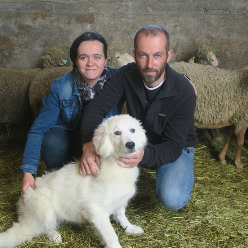 SAINT-GINEYS-EN-COIRON / Focus sur l’Aubrac et l’élevage ovin à la Ferme de Claut  