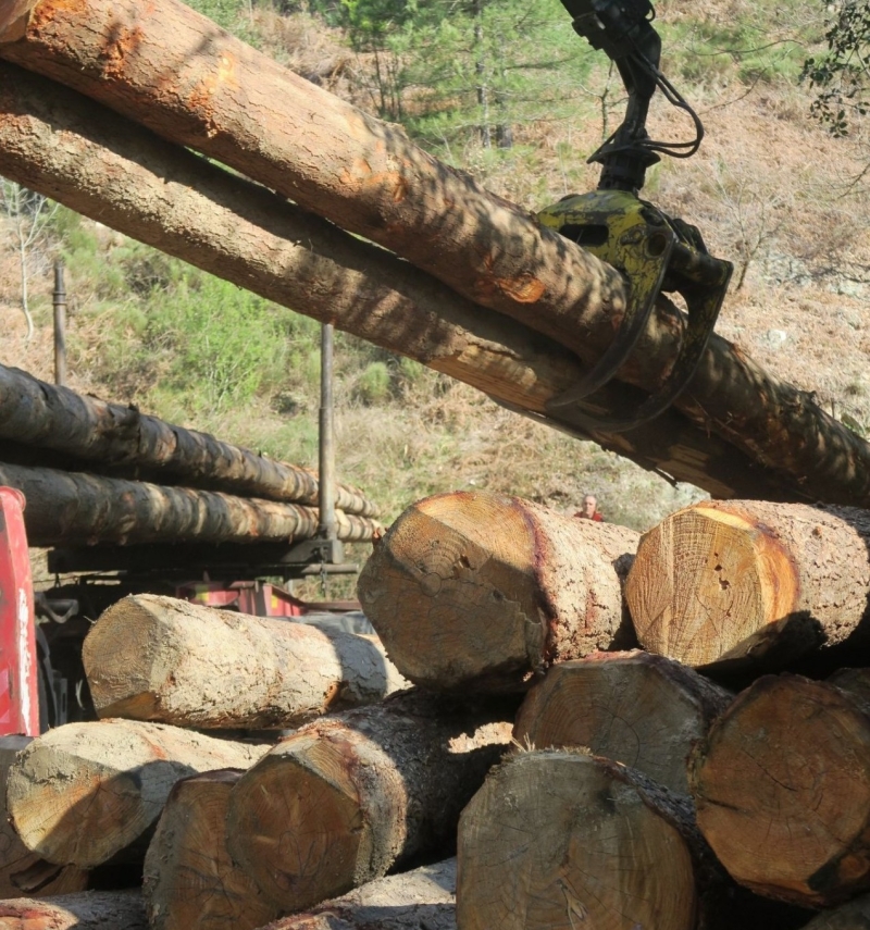ARDÈCHE /  Des aides du Département pour les propriétaires forestiers 