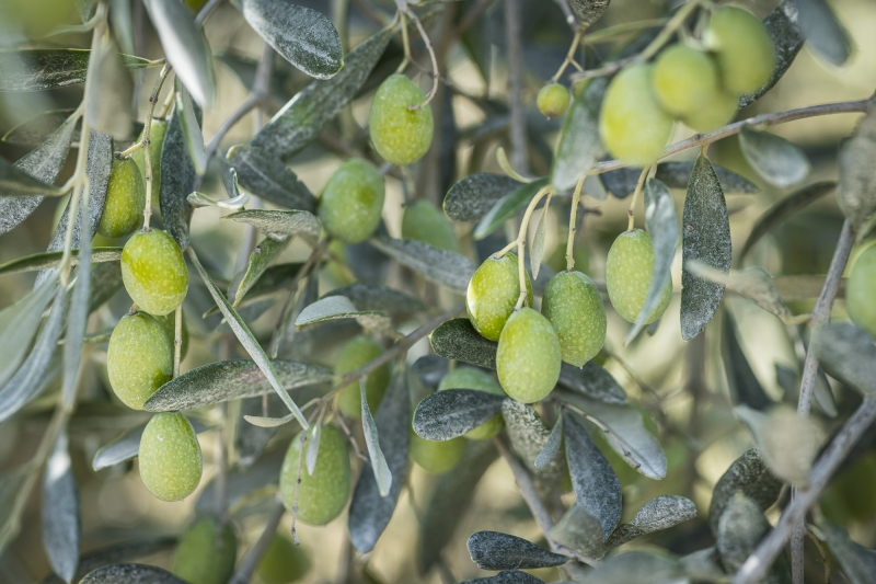 De l’huile d’olive contre le carbone : l’exemple du trajet en voiture
