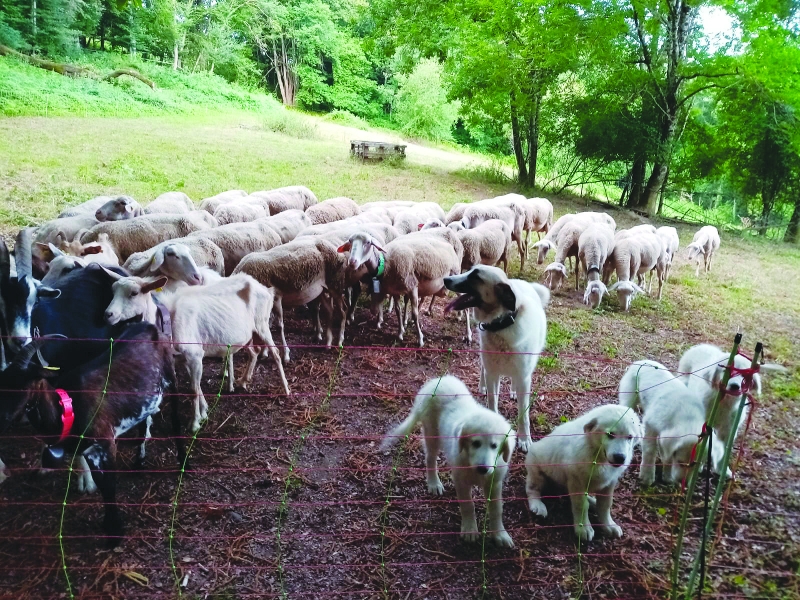 JEUNES AGRICULTEURS / En Haute-Savoie, des éleveurs connectés et solidaires face au loup