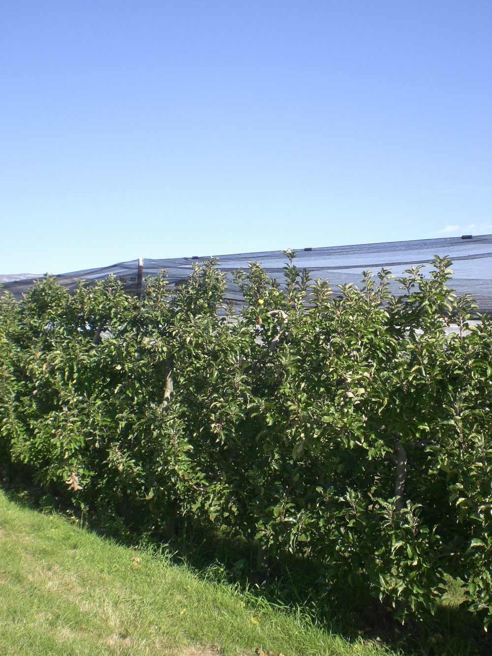  En pommes, la France table sur une récolte de 1,375 million de tonnes. Un volume faible, similaire à celui de l'an passé.