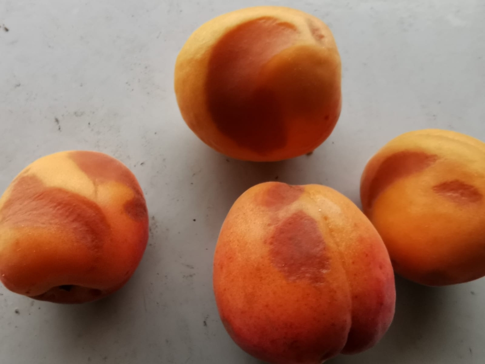 Autour d'Aubenas, les rafales de vent ont fait chuter les abricots, les rendant impropres à la vente en frais.