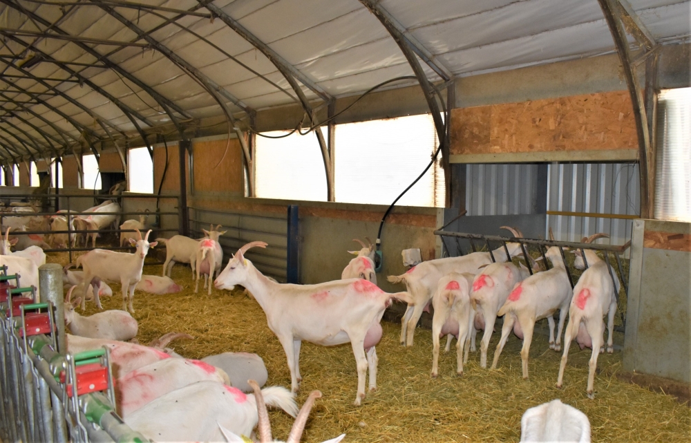 Les garde-mangers permettent aux chèvres d'accéder au fourrage en permanence
