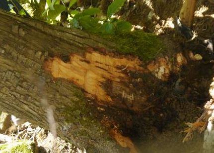 L'encre attaque les racines et l’écorce de la base du tronc, causant des suintements de liquide noirâtre.