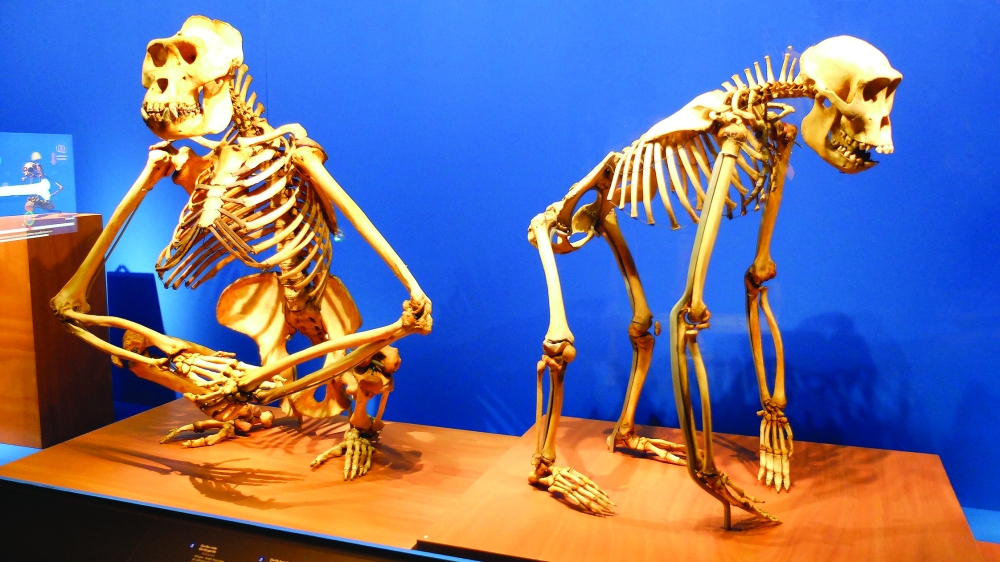 Squelettes de gorilles