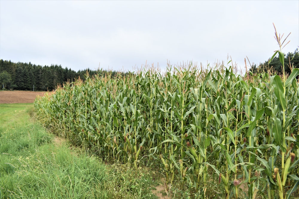 Cette année, avec un été froid et pluvieux, le maïs a du mal à atteindre sa maturité.