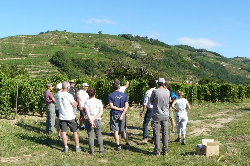 Une partie du groupe dans les vignes du Nord Ardèche 
