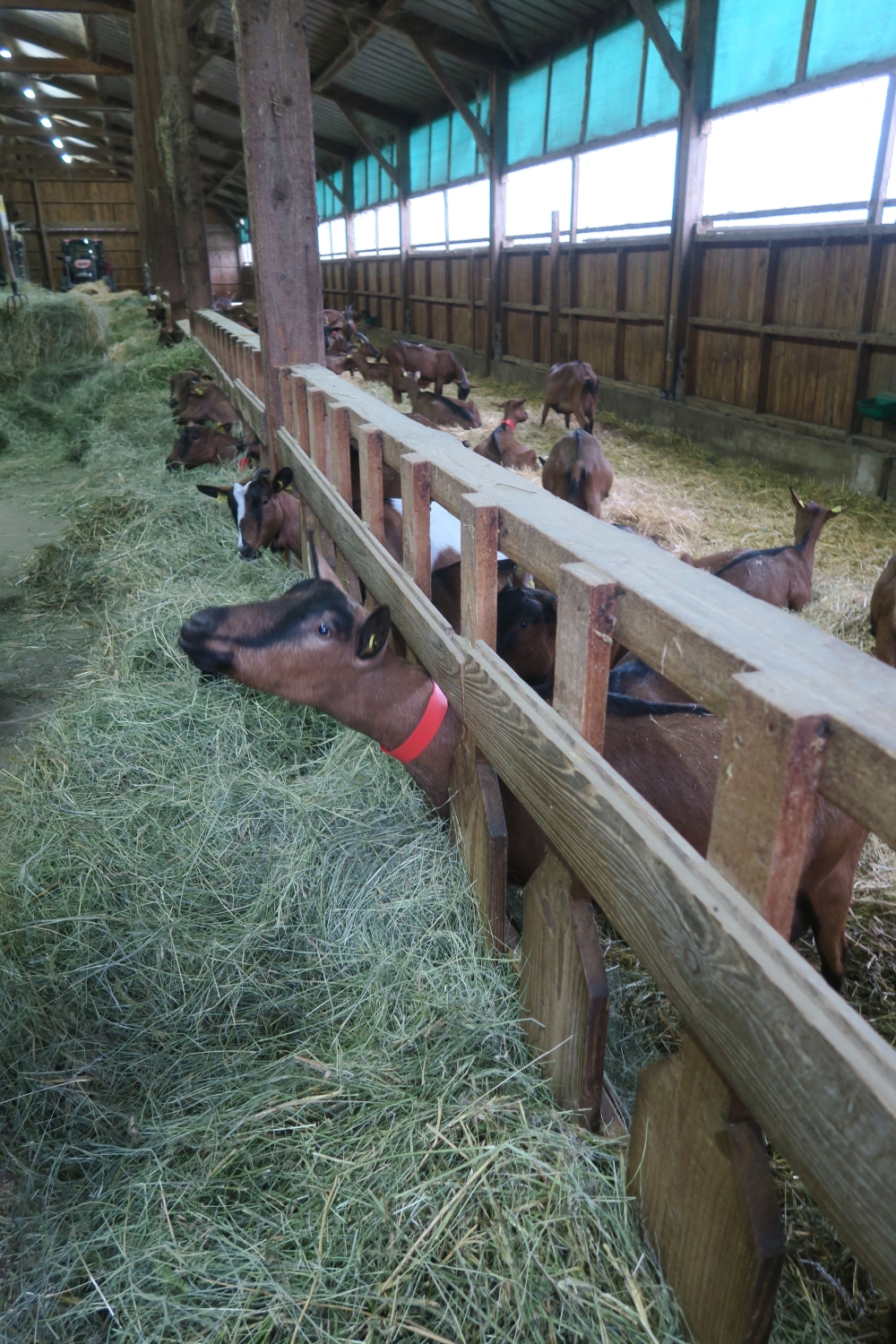 La Chèvrerie de la Chomaise élève 168 chèvres laitières sur 65 hectares de SAU. En 2020, l'achat de 60 tonnes de fourrage a été nécessaire pour assurer l'alimentation du troupeau