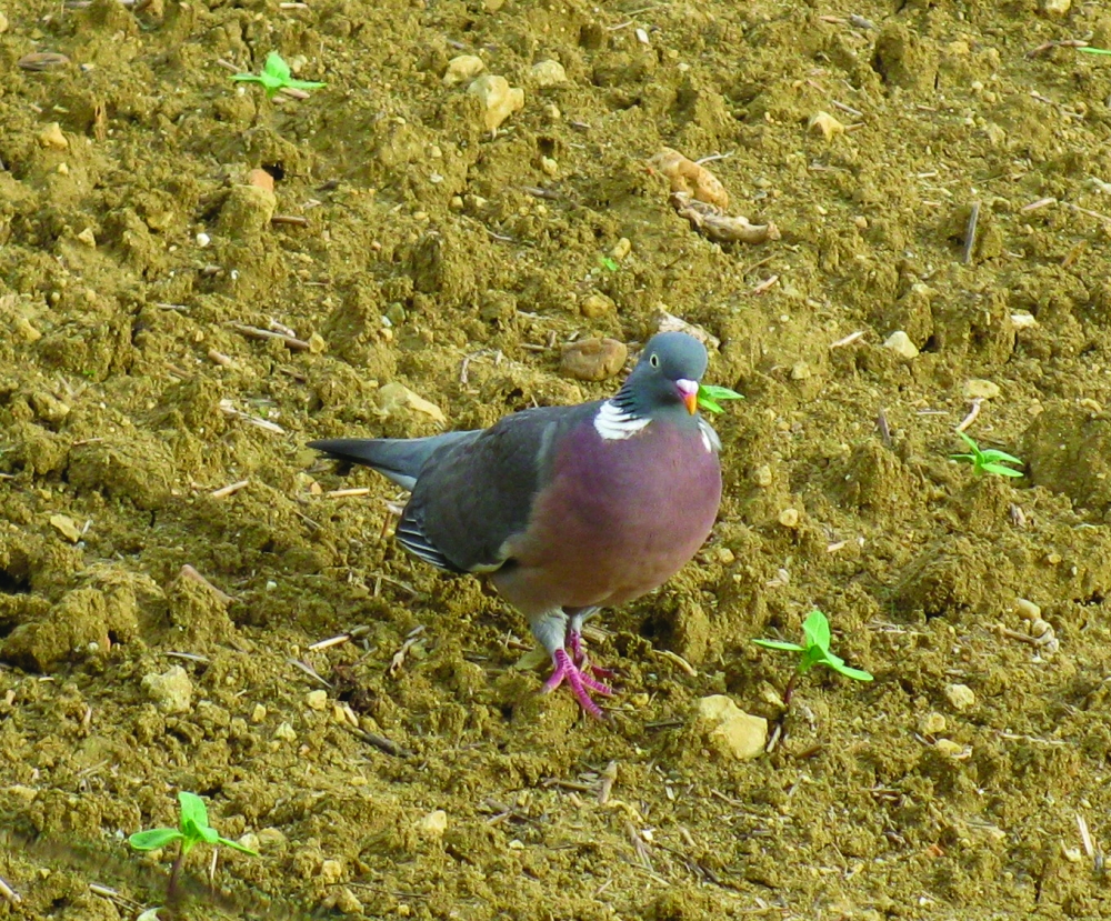 Le pigeon ramier est le principal oiseau déprédateur à la levée