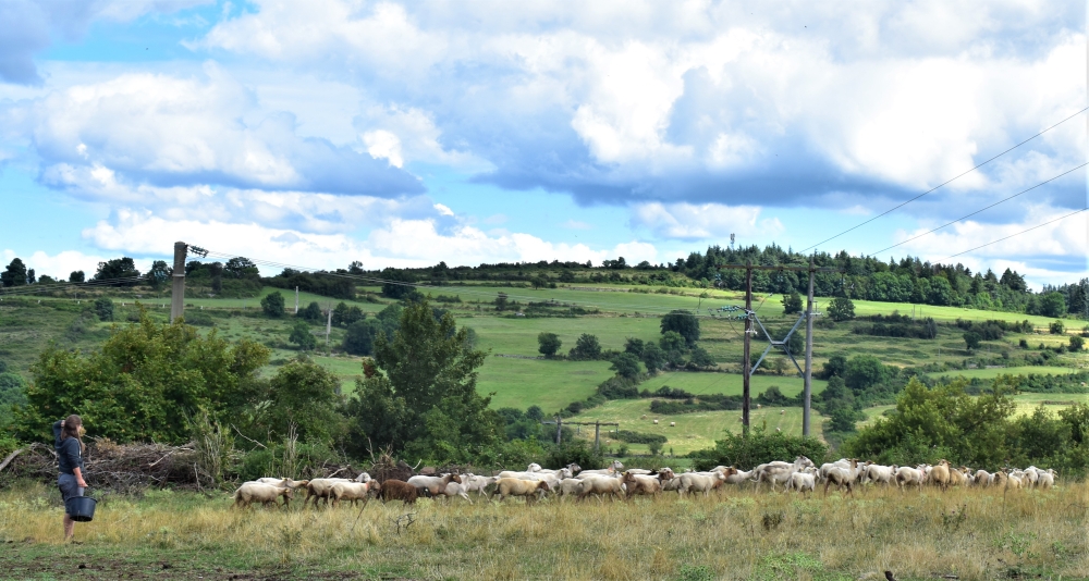 La jeune éleveuse compte accroître le troupeau ovin jusqu'à 200 brebis.