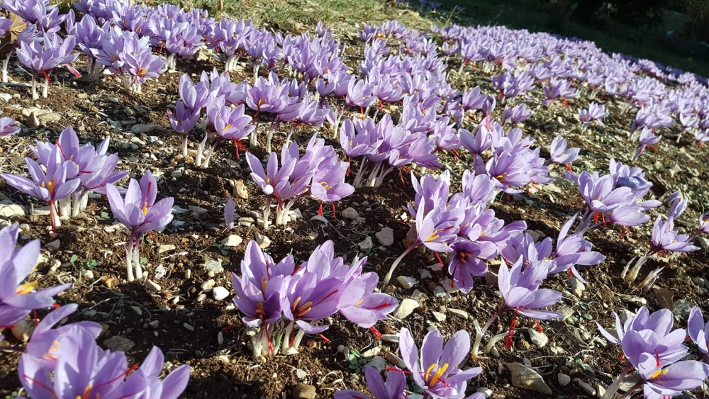 Le bulbe du Crocus sativus ne gèle qu'à partir de -13 °C contrairement à sa fleur qui peut geler dès -1 ou -2 °C.