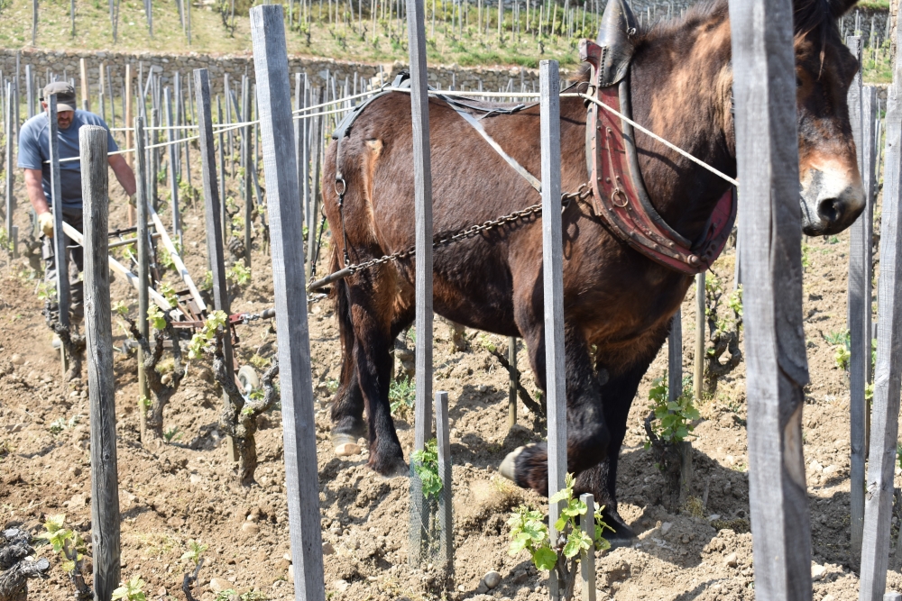 Le recours à la traction animale pour travailler les sols est de plus en plus fréquent dans les vignobles de forte pente.
