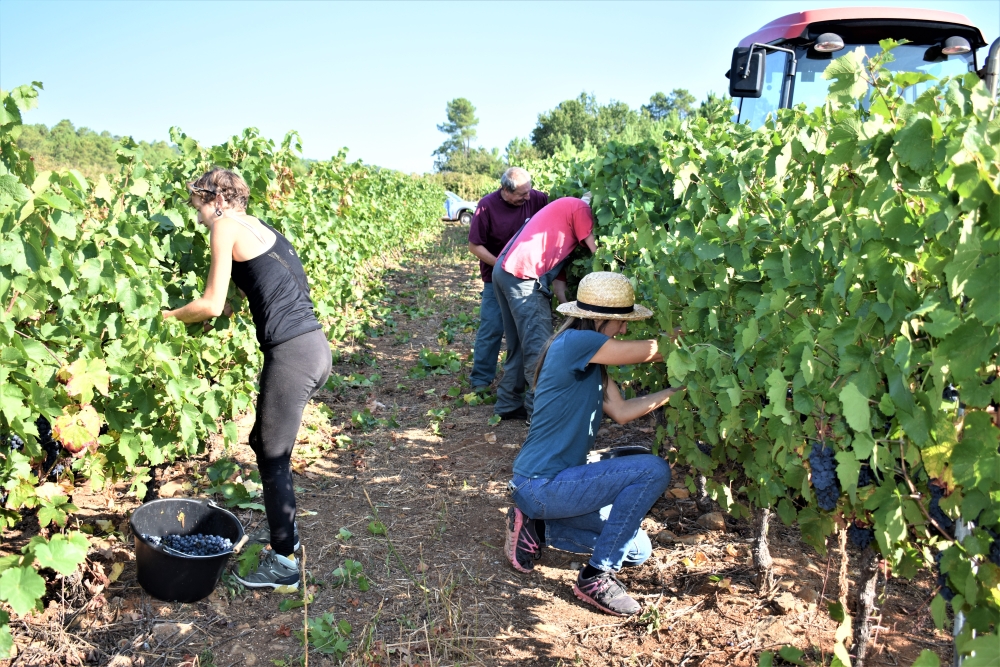 À Chassiers, dans les vignes de Claire Mercier, les vendangeurs ont démarré la récolte en début de semaine, avec les Gamay pour le vin primeur.