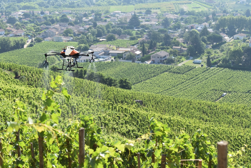 Le drone survole les vignes à 1,70 mètres