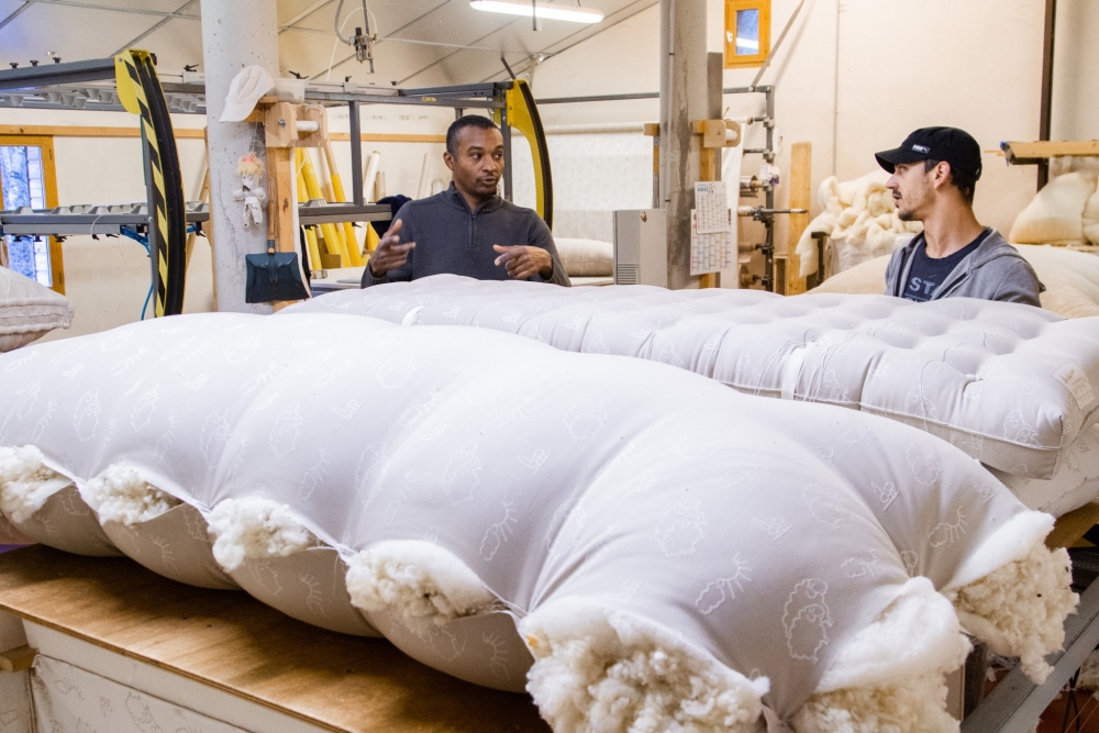 La laine des brebis de race Blanche du Massif Central est destinée au garnissage de matelas :